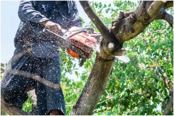 tree services Langley